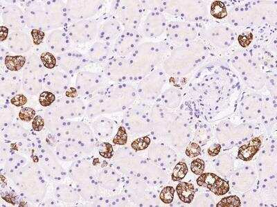 Immunohistochemistry-Paraffin: TBC1D10B Antibody [NBP3-05943] - Staining of human TBC1D10B in human kidney with rabbit polyclonal antibody at 1:500 dilution.
