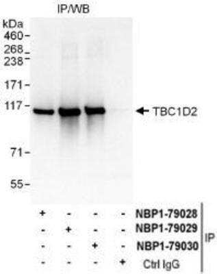 Immunoprecipitation: TBC1D2 Antibody [NBP1-79029] - Whole cell lysate (1 mg for IP, 20% of IP loaded) from HeLa cells.  Antibodies: Affinity purified rabbit anti-TBC1D2 antibody  used for IP at 6 mcg/mg lysate.  TBC1D2 was also immunoprecipitated by rabbit anti-TBC1D2 antibodies NBP1-79028 and, which recognize other epitopes.