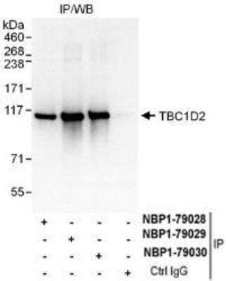 Immunoprecipitation: TBC1D2 Antibody [NBP1-79030] - Whole cell lysate (1 mg for IP, 20% of IP loaded) from HeLa cells.  Antibodies: Affinity purified rabbit anti-TBC1D2 antibody  used for IP at 6 mcg/mg lysate.  TBC1D2 was also immunoprecipitated by rabbit anti-TBC1D2 antibodies NBP1-79028 and NBP1-79030, which recognize upstream epitopes.