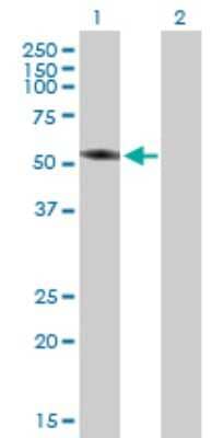 Western Blot: TBC1D2 Antibody [H00055357-B01P] - Analysis of TBC1D2 expression in transfected 293T cell line by TBC1D2 polyclonal antibody.  Lane 1: TBC1D2 transfected lysate(55.22 KDa). Lane 2: Non-transfected lysate.