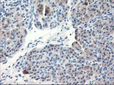 Immunohistochemistry-Paraffin: TBC1D21 Antibody (2A6) [NBP2-01311] Staining of paraffin-embedded Human pancreas tissue using anti-TBC1D21 mouse monoclonal antibody.