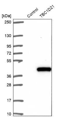 Western Blot TBC1D21 Antibody - BSA Free
