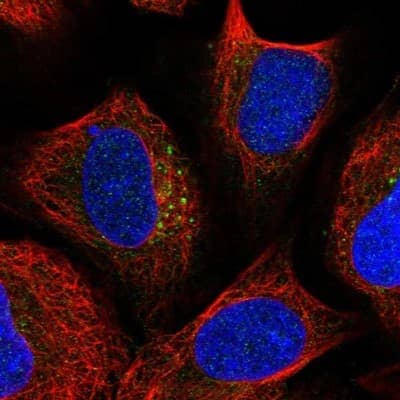 Immunocytochemistry/ Immunofluorescence TBC1D23 Antibody - BSA Free