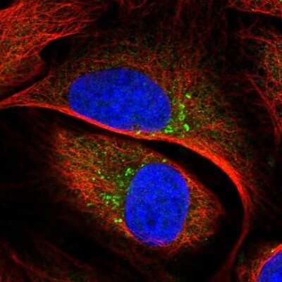 Immunocytochemistry/ Immunofluorescence TBC1D23 Antibody - BSA Free