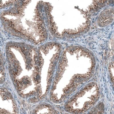 Immunohistochemistry-Paraffin TBC1D23 Antibody - BSA Free