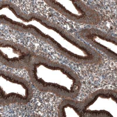 Immunohistochemistry-Paraffin TBC1D23 Antibody - BSA Free