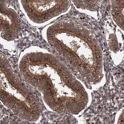 Immunohistochemistry-Paraffin TBC1D23 Antibody - BSA Free