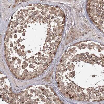 Immunohistochemistry-Paraffin TBC1D23 Antibody - BSA Free