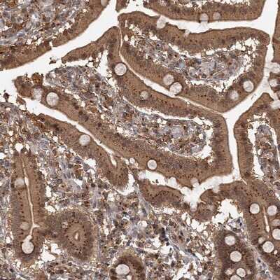 Immunohistochemistry-Paraffin TBC1D23 Antibody - BSA Free