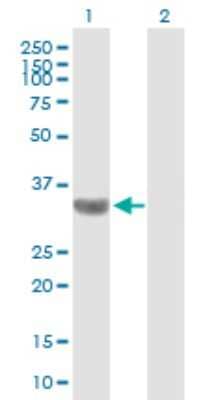 Western Blot: TBC1D3 Antibody [H00084218-B01P] - Analysis of TBC1D3 expression in transfected 293T cell line by TBC1D3 polyclonal antibody.  Lane 1: TBC1D3 transfected lysate(32.01 KDa). Lane 2: Non-transfected lysate.