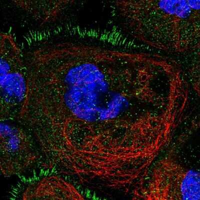 Immunocytochemistry/ Immunofluorescence TBC1D30 Antibody - BSA Free