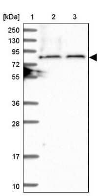 Western Blot TBC1D30 Antibody - BSA Free