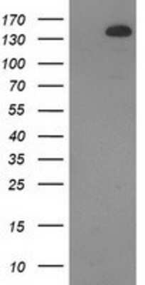 Western Blot: TBC1D4 Antibody (5E6) [NBP2-00597] - HEK293T cells were transfected with the pCMV6-ENTRY control (Left lane) or pCMV6-ENTRY TBC1D4 (Right lane) cDNA for 48 hrs and lysed. Equivalent amounts of cell lysates (5 ug per lane) were separated by SDS-PAGE and immunoblotted with anti-TBC1D4.