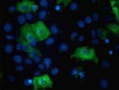 Immunocytochemistry/Immunofluorescence: TBC1D4 Antibody (OTI5E6) - Azide and BSA Free [NBP2-74462] - Staining of COS7 cells transiently transfected by pCMV6-ENTRY TBC1D4.