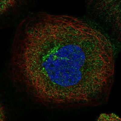 Immunocytochemistry/Immunofluorescence: TBC1D5 Antibody [NBP2-38237] - Staining of human cell line A-431 shows localization to the Golgi apparatus & vesicles. Antibody staining is shown in green.