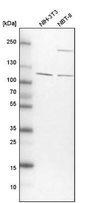 Western Blot: TBC1D5 Antibody [NBP1-93653] - Analysis in mouse cell line NIH-3T3 and rat cell line NBT-II.