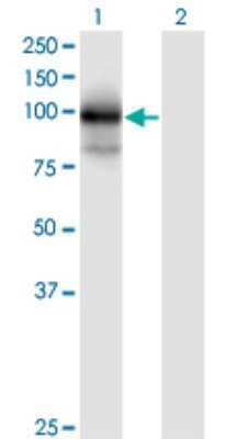 Western Blot: TBCK Antibody (7A7) [H00093627-M01] - Analysis of MGC16169 expression in transfected 293T cell line by MGC16169 monoclonal antibody (M01), clone 7A7.Lane 1: MGC16169 transfected lysate(93.7 KDa).Lane 2: Non-transfected lysate.