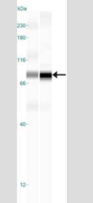 Simple Western: TBK1 Antibody (108A429) - Azide and BSA Free [NBP2-33243] - Western Blot: NAK Antibody (108A429) [NB100-56705] - Simple Western lane view shows a specific band for NAK/TBK1 in 0.5 mg/ml of Daudi (left) and Raw 264.7 (right) lysate.  This experiment was performed under reducing conditions using the 12-230 kDa separation system. * Non-specific interaction with the 230 kDa Simple Western standard may be seen with this antibody