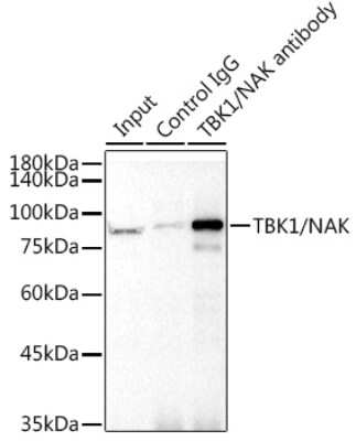 Immunoprecipitation: TBK1 Antibody (4G6C7) [NBP3-16189] - Immunoprecipitation analysis of 300ug extracts of 293T cells using 3ug TBK1 antibody (NBP3-16189). Western blot was performed from the immunoprecipitate using TBK1 antibody (NBP3-16189) at a dilition of 1:1000.