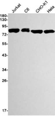 Western Blot: TBK1 Antibody (S01-1G3) [NBP3-19537] - Western blot detection of TBK1 in Jurkat, C6, CHO-K1, Hela cell lysates using NBP3-19537 (1:1000 diluted). Predicted band size: 84kDa. Observed band size: 84kDa.