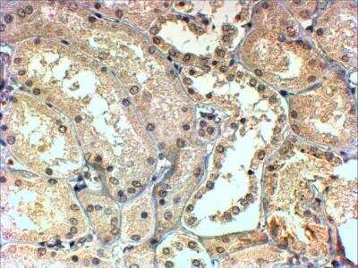 Immunohistochemistry-Paraffin: TBL1 Antibody [NB300-872] - Analysis in human Kidney shows preferential nuclear staining in the DCT. Antibody at 4 ug/mL. Steamed antigen retrieval with Tris/EDTA (pH 9), HRP-staining.