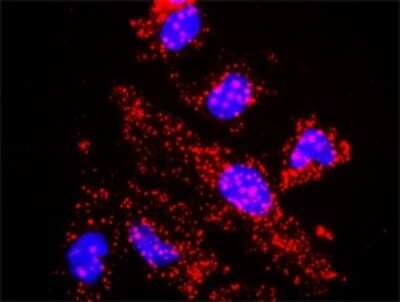 Proximity Ligation Assay: TBL1 Antibody [H00006907-D01P] - Analysis of protein-protein interactions between TBL1X and CTNNB1. HeLa cells were stained with anti-TBL1X rabbit purified polyclonal 1:1200 and anti-CTNNB1 mouse monoclonal antibody 1:50. Each red dot represents the detection of protein-protein interaction complex, and nuclei were counterstained with DAPI (blue).