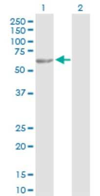 Western Blot: TBL1 Antibody [H00006907-D01P] - Analysis of TBL1X expression in transfected 293T cell line by TBL1X polyclonal antibody.Lane 1: TBL1X transfected lysate(57.00 KDa).Lane 2: Non-transfected lysate.
