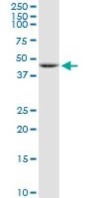 Western Blot: TBL2 Antibody [H00026608-B01P] - Analysis of TBL2 expression in HepG2.
