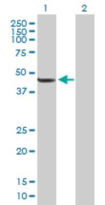 Western Blot: TBL2 Antibody [H00026608-B01P] - Analysis of TBL2 expression in transfected 293T cell line by TBL2 polyclonal antibody.  Lane 1: TBL2 transfected lysate(49.17 KDa). Lane 2: Non-transfected lysate.