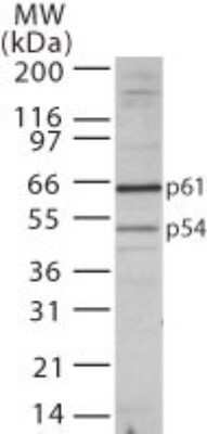 Western Blot: TBLR1 Antibody - Azide Free [NBP2-33210] - analysis of the two forms of TBLR1 in 20 ugs of human brain cell lysate using this antibody. Image from the standard format of this antibody.