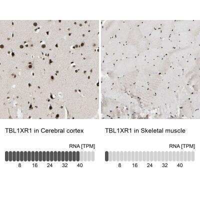 <b>Orthogonal Strategies Validation. </b>Immunohistochemistry-Paraffin: TBLR1 Antibody [NBP1-89880] - Immunohistochemistry analysis in human cerebral cortex and skeletal muscle tissues. Corresponding RNA-seq data are presented for the same tissues.