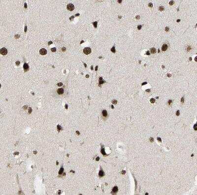 Immunohistochemistry-Paraffin: TBLR1 Antibody [NBP1-89880] -  Staining of human cerebral cortex shows moderate to strong nuclear positivity in neurons.