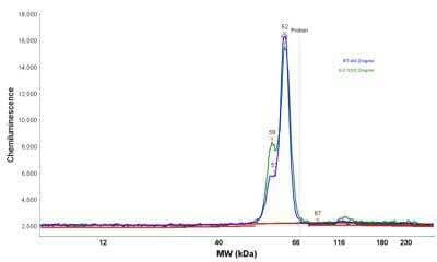 Simple Western: TBLR1 Antibody [NBP1-89880] - Electropherogram image of the corresponding Simple Western lane view. TBLR1 antibody was used at 1:50 dilution on RT-4 and U-2 OS lysate(s) respectively.