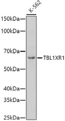 Western Blot: TBLR1 Antibody [NBP2-94126] - Western blot analysis of extracts of K-562 cells, using TBLR1 antibody (NBP2-94126) at 1:1000 dilution. Secondary antibody: HRP Goat Anti-Rabbit IgG (H+L) at 1:10000 dilution. Lysates/proteins: 25ug per lane. Blocking buffer: 3% nonfat dry milk in TBST. Detection: ECL Basic Kit. Exposure time: 180s.