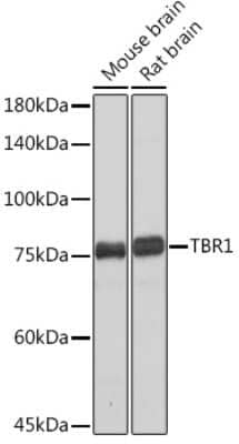 Western Blot: TBR1 Antibody (1U1K5) [NBP3-15769] - Western blot analysis of extracts of various cell lines, using TBR1 Rabbit mAb (NBP3-15769) at 1:500 dilution. Secondary antibody: HRP Goat Anti-Rabbit IgG (H+L) at 1:10000 dilution. Lysates/proteins: 25ug per lane. Blocking buffer: 3% nonfat dry milk in TBST. Detection: ECL Basic Kit. Exposure time: 10s.