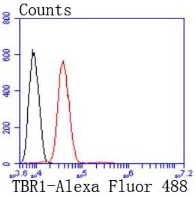 Flow Cytometry: TBR1 Antibody (JF10-00) [NBP2-67184] - Analysis of SH-SY-5Y cells with TBR1 antibody at 1/50 dilution (red) compared with an unlabelled control (cells without incubation with primary antibody; black). Alexa Fluor 488-conjugated goat anti rabbit IgG was used as the secondary antibody