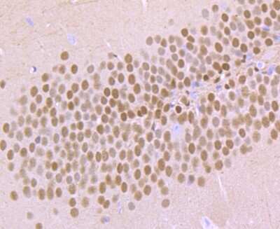 Immunohistochemistry-Paraffin: TBR1 Antibody (JF10-00) [NBP2-67184] - Analysis of paraffin-embedded mouse brain tissue using anti-TBR1 antibody. Counter stained with hematoxylin.