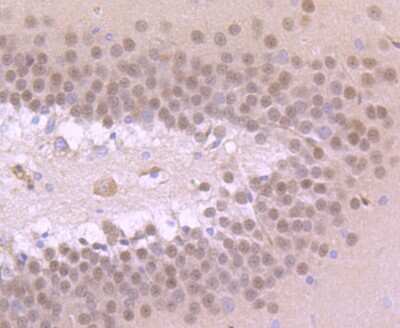 Immunohistochemistry-Paraffin: TBR1 Antibody (JF10-00) [NBP2-67184] - Analysis of paraffin-embedded rat brain tissue using anti-TBR1 antibody. Counter stained with hematoxylin.