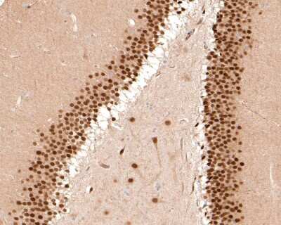 Immunohistochemistry-Paraffin: TBR1 Antibody (JF10-00) [NBP2-67184] - Analysis of paraffin-embedded rat hippocampus tissue with Rabbit anti-TBR1 antibody washed with ddH2O and PBS, and then probed with the primary antibody  at 1/500 dilution for 1 hour at room temperature. The detection was performed using an HRP conjugated compact polymer system. DAB was used as the chromogen. Tissues were counterstained with hematoxylin and mounted with DPX.