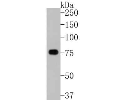 Western Blot: TBR1 Antibody (JF10-00) [NBP2-67184] - Western blot analysis of TBR1 on rat brain tissue lysates. Proteins were transferred to a PVDF membrane and blocked with 5% BSA in PBS for 1 hour at room temperature. The primary antibody (1/500) was used in 5% BSA at room temperature for 2 hours. Goat Anti-Rabbit IgG - HRP Secondary Antibody (HA1001) at 1:200,000 dilution was used for 1 hour at room temperature.