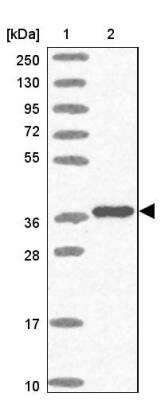 Western Blot TBX10 Antibody - BSA Free