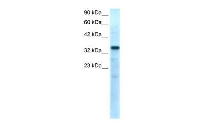 Western Blot TBX10 Antibody - BSA Free