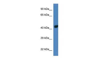 Western Blot: TBX10 Antibody [NBP2-85888] - WB Suggested Anti-Tbx10 Antibody. Titration: 1.0 ug/ml. Positive Control: Mouse Liver