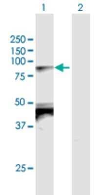 Western Blot: TBX2 Antibody [H00006909-B02P] - Analysis of TBX2 expression in transfected 293T cell line by TBX2 polyclonal antibody.  Lane 1: TBX2 transfected lysate(74.10 KDa). Lane 2: Non-transfected lysate.