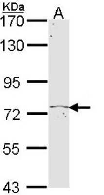 Western Blot: TBX2 Antibody [NBP1-33551] - Sample (30 ug of whole cell lysate) A: Hep G2 7. 5% SDS PAGE; antibody diluted at 1:1000.