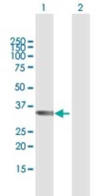 Western Blot: TBX20 Antibody [H00057057-B01P] - Analysis of TBX20 expression in transfected 293T cell line by TBX20 polyclonal antibody.  Lane 1: TBX20 transfected lysate(32.67 KDa). Lane 2: Non-transfected lysate.