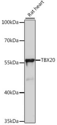 Western Blot: TBX20 Antibody [NBP2-93256] - Analysis of extracts of rat heart, using TBX20 at 1:1000 dilution.Secondary antibody: HRP Goat Anti-Rabbit IgG (H+L) at 1:10000 dilution.Lysates/proteins: 25ug per lane.Blocking buffer: 3% nonfat dry milk in TBST.Detection: ECL Basic Kit .Exposure time: 90s.