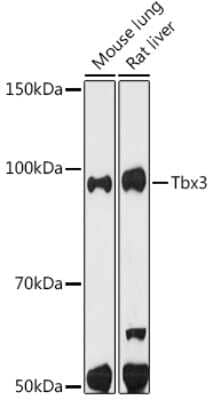 Western Blot: TBX3 Antibody (3G9F1) [NBP3-16848] - Western blot analysis of extracts of various cell lines, using TBX3 antibody (NBP3-16848) at 1:500 dilution. Secondary antibody: HRP Goat Anti-Rabbit IgG (H+L) at 1:10000 dilution. Lysates/proteins: 25ug per lane. Blocking buffer: 3% nonfat dry milk in TBST. Detection: ECL Enhanced Kit. Exposure time: 180s.