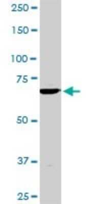 Western Blot: TBX3 Antibody (8H3) [H00006926-M02] - TBX3 monoclonal antibody (M02), clone 8H3. Analysis of TBX3 expression in PC-12.