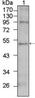 Western Blot: TBX5 Antibody (7B11) [NBP1-47450] - Western blot analysis using anti-TBX5 monoclonal antibody against HepG2 cell lysate (1).